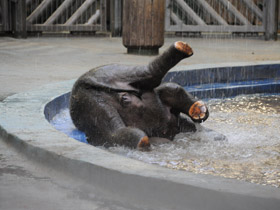 Смотреть фото Индийский слон Фото Индийский слон