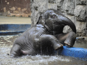 Индийский слон