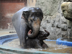Смотреть фото Индийский слон Фото Индийский слон