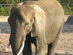 Смотреть фото Африканский слон Фото Африканский слон