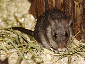 Смотреть фото Иглистая мышь Фото Иглистая мышь