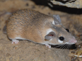 Смотреть фото Иглистая мышь Фото Иглистая мышь