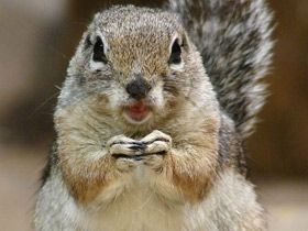 Антилоповый суслик Антилоповый суслик