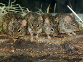 Смотреть фото Травяная крыса Ньюманна Фото Травяная крыса Ньюманна