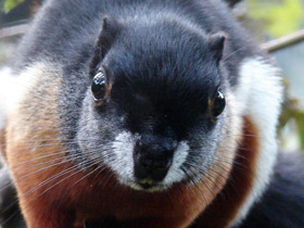 Смотреть фото Белка Превоста Фото Белка Превоста