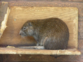 Смотреть фото Кубинская хутия Фото Кубинская хутия