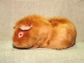 Смотреть фото Морская свинка Фото Морская свинка