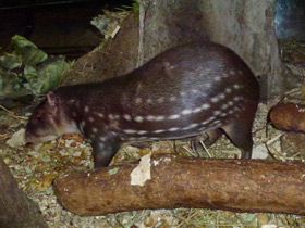 Смотреть фото Пака Фото Пака