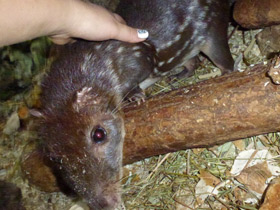 Смотреть фото Пака Фото Пака