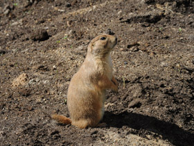 Смотреть фото Чернохвостая луговая собачка Фото Чернохвостая луговая собачка