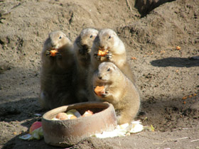 Смотреть фото Чернохвостая луговая собачка Фото Чернохвостая луговая собачка
