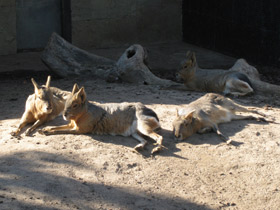 Смотреть фото Патагонская мара Фото Патагонская мара