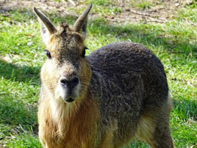 Смотреть фото Патагонская мара Фото Патагонская мара