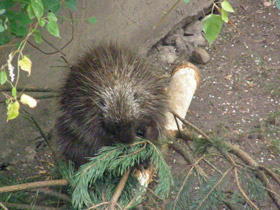 Смотреть фото Поркупин Фото Поркупин