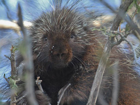 Смотреть фото Поркупин Фото Поркупин