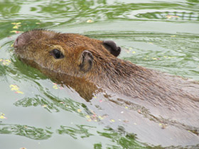 Смотреть фото Капибара Фото Капибара