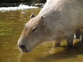 Смотреть фото Капибара Фото Капибара
