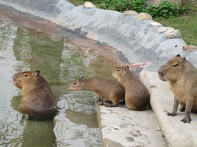 Смотреть фото Капибара Фото Капибара