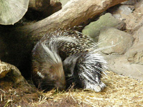 Смотреть фото Индийский дикобраз Фото Индийский дикобраз