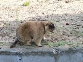 Смотреть фото Байбак Фото Байбак