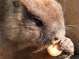 Байбак Байбак