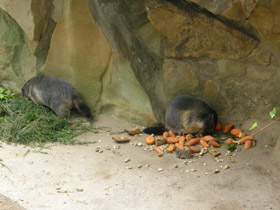Смотреть фото Альпийский сурок Фото Альпийский сурок