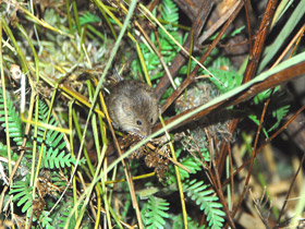 Смотреть фото Мышь-малютка Фото Мышь-малютка