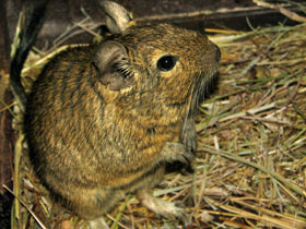 Фото Дегу: зверик из Америки