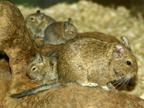 Фото Дегу: зверик из Америки