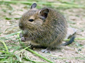 Фото Дегу: зверик из Америки