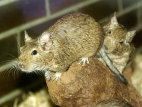 Фото Дегу: зверик из Америки