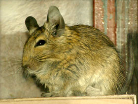 Фото Дегу: зверик из Америки