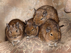 Фото Дегу: зверик из Америки