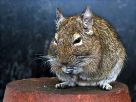 Фото Дегу: зверик из Америки