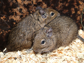 Смотреть фото Дегу Фото Дегу