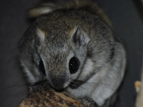 Смотреть фото Белка-летяга Фото Белка-летяга