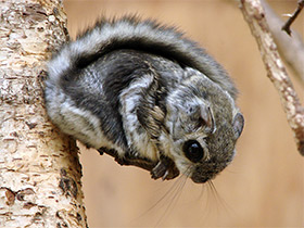 Смотреть фото Белка-летяга Фото Белка-летяга