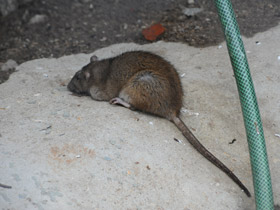 Смотреть фото Чем полезны вредители, грызуны и паразиты? Фото Чем полезны вредители, грызуны и паразиты?