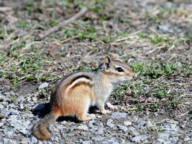 Смотреть фото Бурундук Фото Бурундук