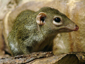 Фото Малайская тупайя