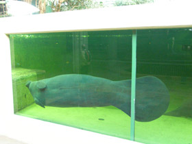 Смотреть фото Американский ламантин Фото Американский ламантин