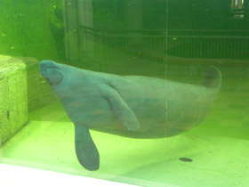 Фото Морские девы