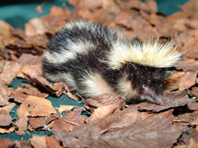 Смотреть фото Полосатый тенрек Фото Полосатый тенрек