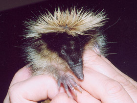 Смотреть фото Полосатый тенрек Фото Полосатый тенрек