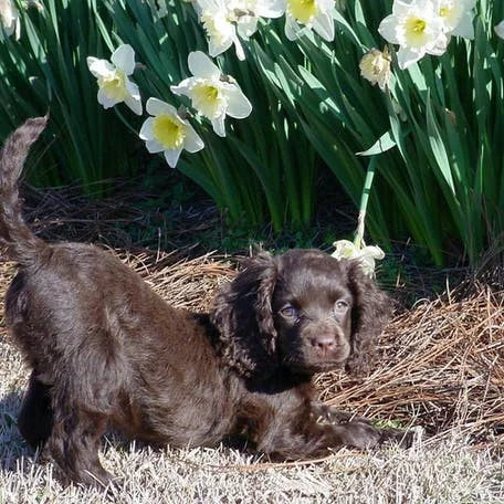 Американский водяной спаниель