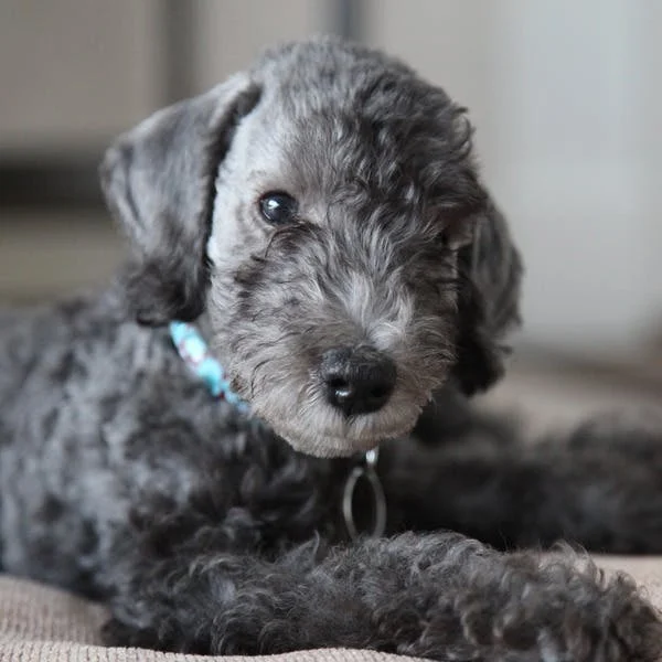 Бедлингтон-терьер