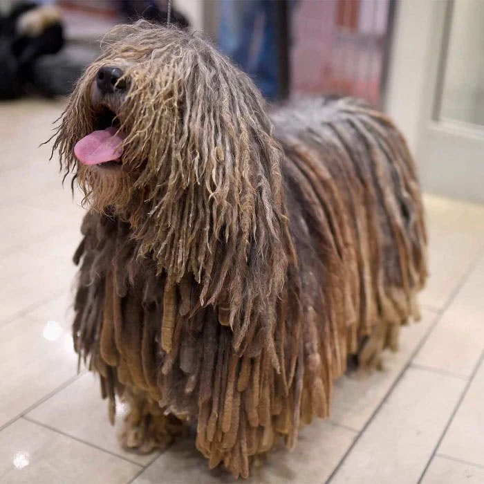 Бергамская овчарка