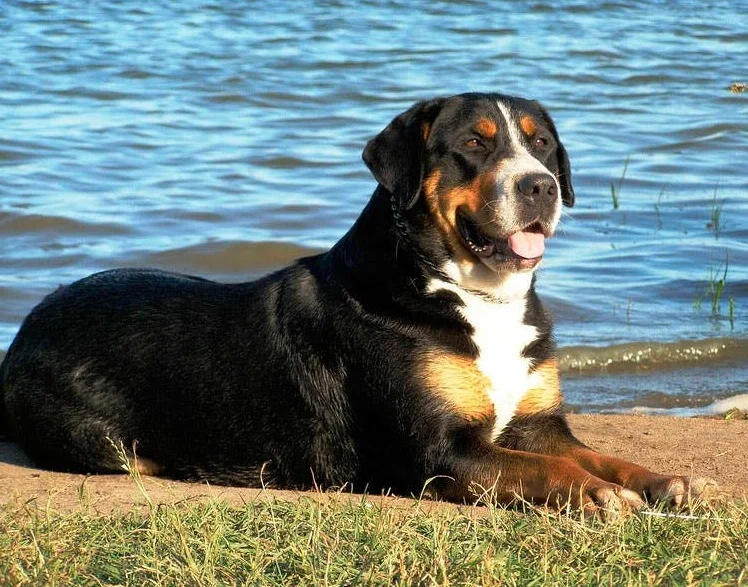 Большой швейцарский зенненхунд
