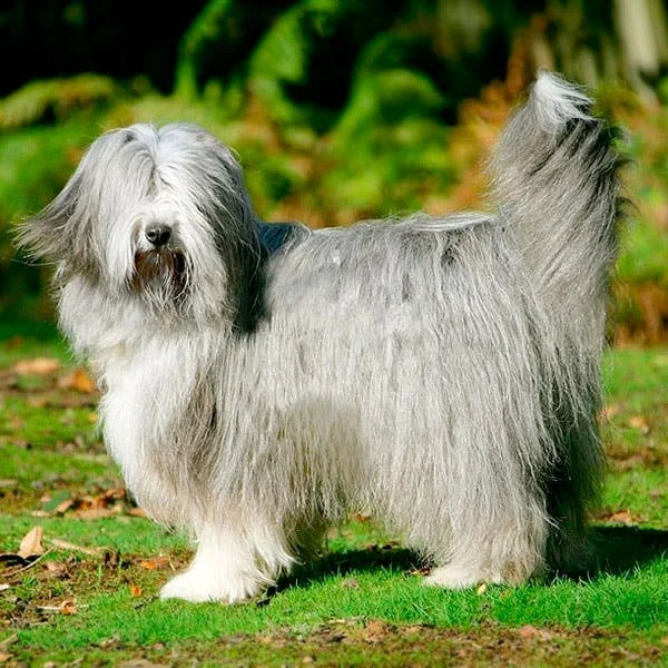 Бородатый колли