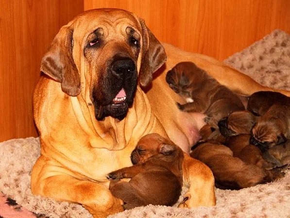 Бразильский фила